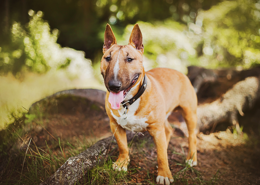 #16. Miniature bull terrier